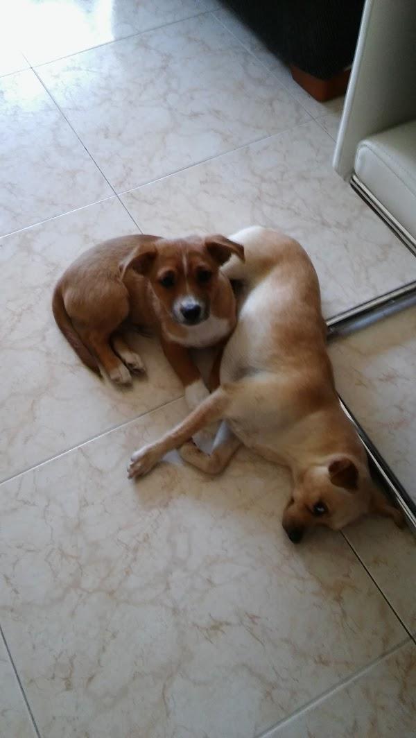 Imagen 34 Telepizza foto