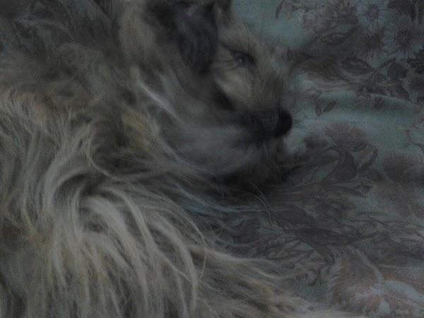 Imagen 2 APADIS foto