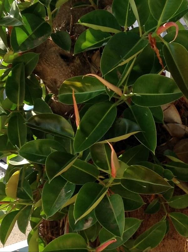 Imagen 8 Restaurant la Llar foto