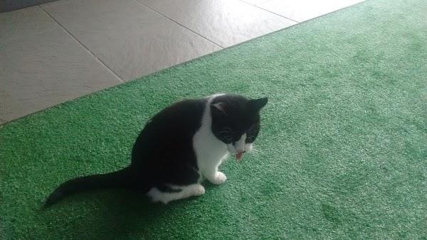 Imagen 71 Pizzeria Capri foto