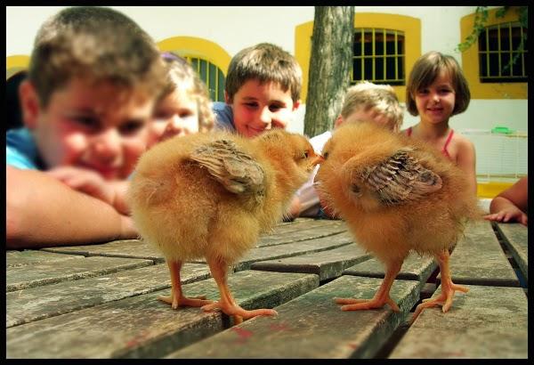 Imagen 69 Granja escuela La Buhardilla foto