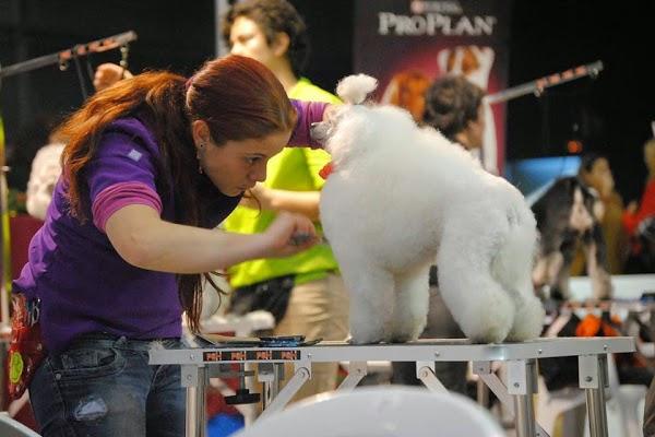 Imagen 27 Parroquia de San Francisco de Asís foto