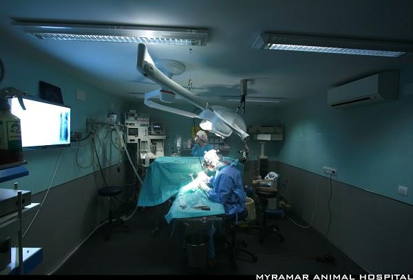 Imagen 117 Veterinarios-Myramar Animal Hospital foto
