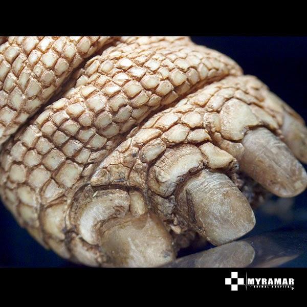 Imagen 37 Centro de Danza y Pilates Alegría y Javier foto