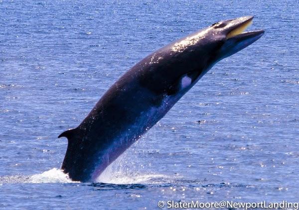 Imagen 4 RM EXPRESS foto