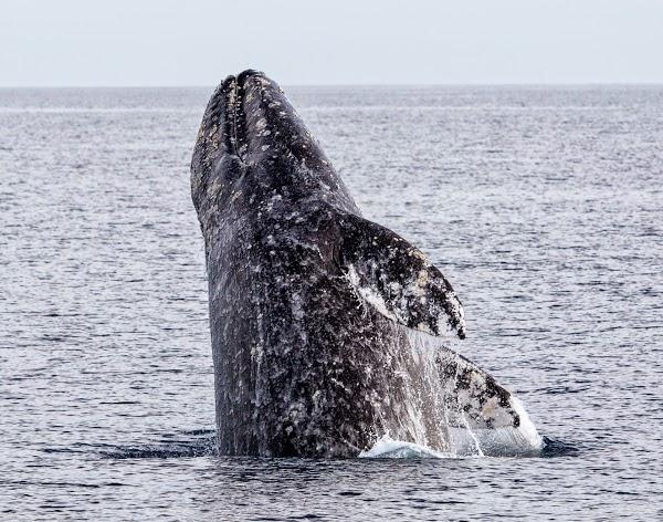 Imagen 7 RM EXPRESS foto