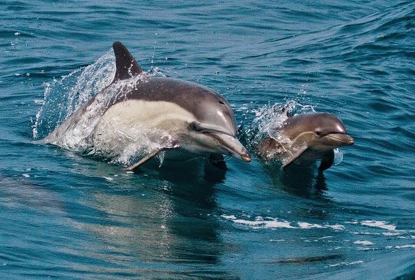 Imagen 10 RM EXPRESS foto