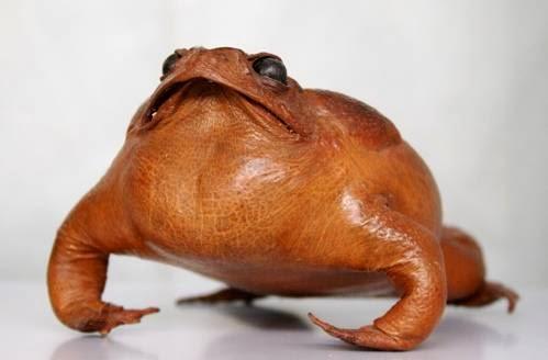 Imagen 5 Gloria's Mexican Food foto