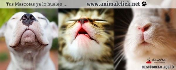 Imagen 27 Barcino foto