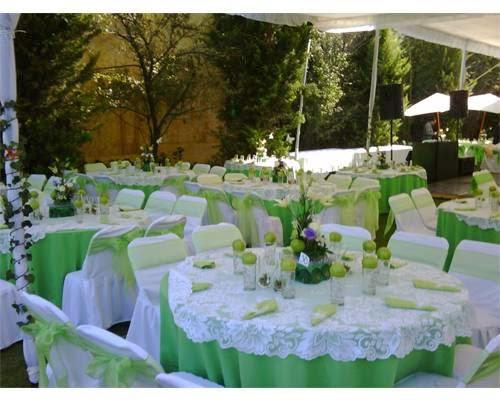 Imagen 6 Ficus foto