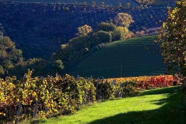 Imagen 2 Comercial Bcr foto