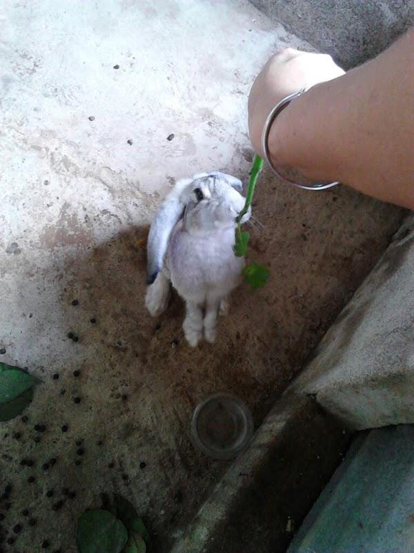 Imagen 27 Hotel Atton El Bosque foto