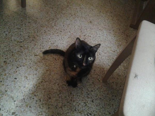 Imagen 10 Hotel Atton El Bosque foto