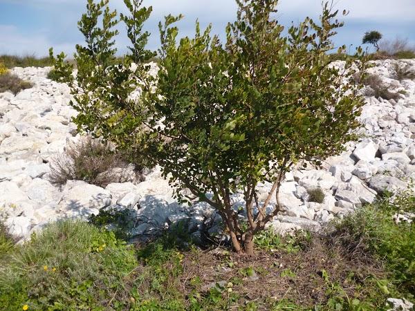 Imagen 2 Flores De Mallorca foto