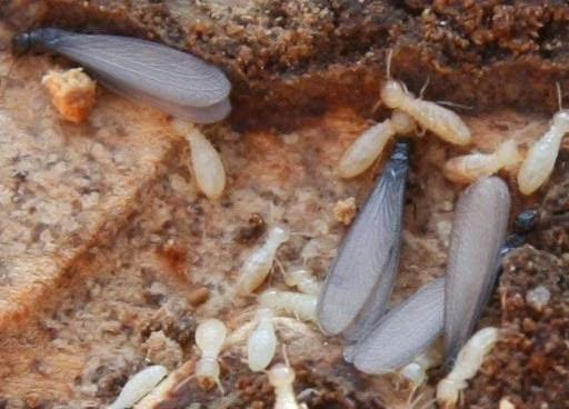 Imagen 7 Gold's Gym foto