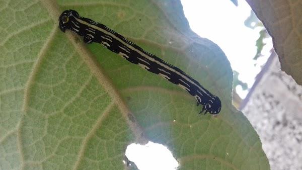 Imagen 17 Cine Teatro Victoria foto